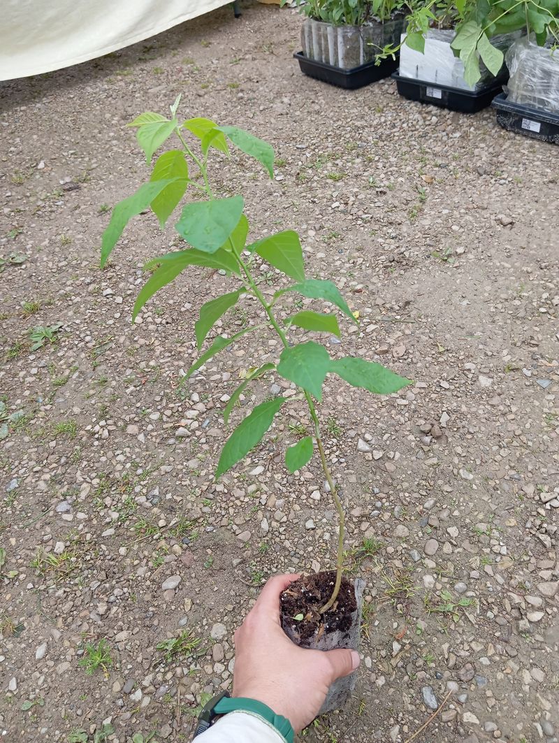 Maclura pomifera